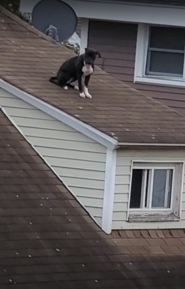 Dog's Perilous Rooftop Ordeal Ends in a Heroic Rescue-1