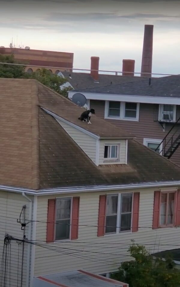 Dog's Perilous Rooftop Ordeal Ends in a Heroic Rescue-1