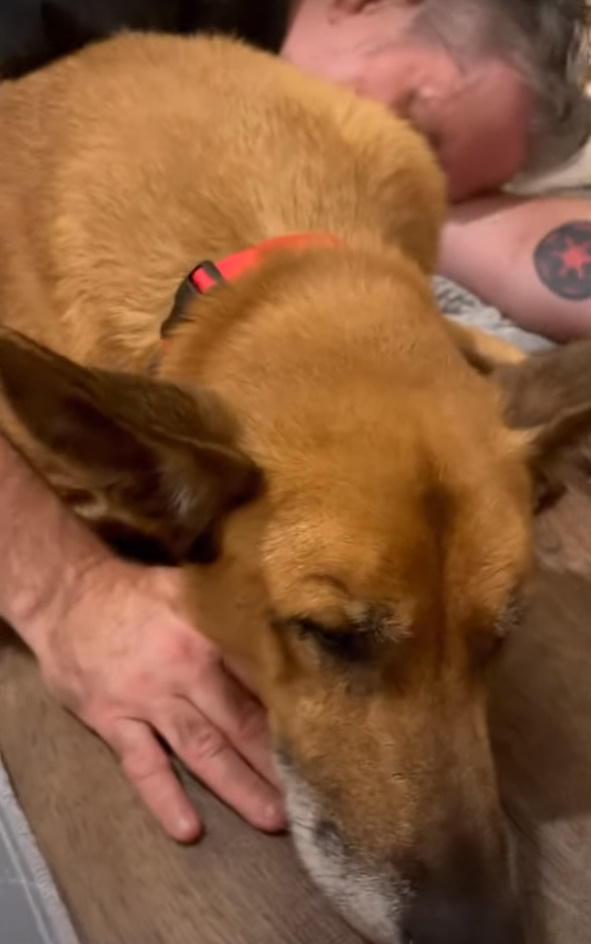 Dog's Unimaginable Journey from Heartache to Hope-1