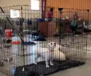 Dozens of Dogs Begin New Life After Dramatic Rescue from Cruelty-1