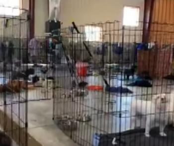 Dozens of Dogs Begin New Life After Dramatic Rescue from Cruelty-1