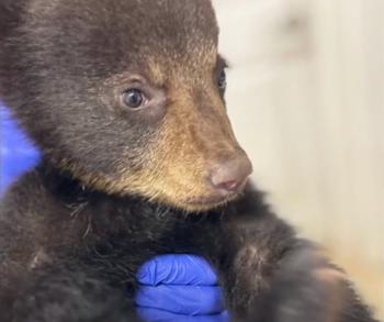 Dramático rescate y recuperación de un cachorro de oso huérfano: una historia de supervivencia y esperanza-1