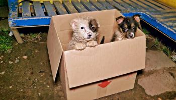 Dramatic Rescue: Bus Driver Stops for Abandoned Puppies in Peril-1