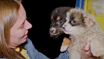 Dramatic Rescue: Bus Driver Stops for Abandoned Puppies in Peril-2