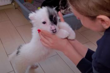 Dramatic Rescue: Bus Driver Stops for Abandoned Puppies in Peril-3