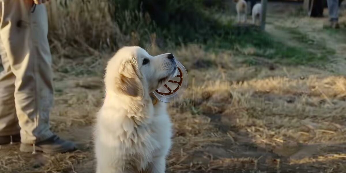 Dramatic Rescue: Dog with Head Trapped in Pretzel Jar Finds Help on Local Farm