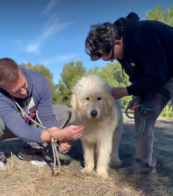 Rescate dramático: perro con la cabeza atrapada en un frasco de pretzel encuentra ayuda en una granja local-5