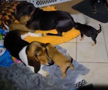 Rescate dramático: Cachorros se aferran a la vida al lado de un contenedor de basura congelado-1