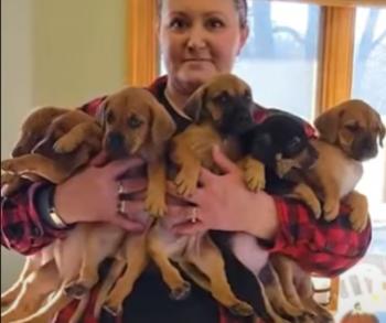 Rescate dramático: Cachorros se aferran a la vida al lado de un contenedor de basura congelado-1