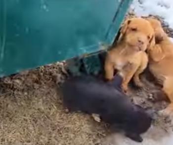 Rescate dramático: Cachorros se aferran a la vida al lado de un contenedor de basura congelado-1