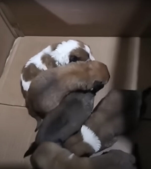 Dramatic Rescue: Truck Driver Saves Newborn Puppies in the Nick of Time!-1