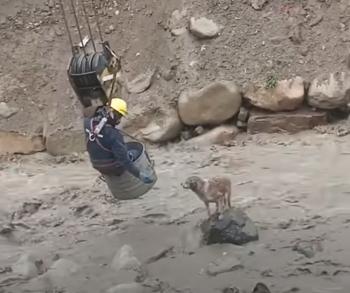 Dramático rescate en un río: el atrevido esfuerzo de los trabajadores de la construcción para salvar la vida de un perro-1