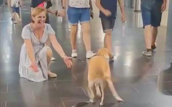 Emotional Dog Overjoyed After Reuniting with Beloved Grandma-1