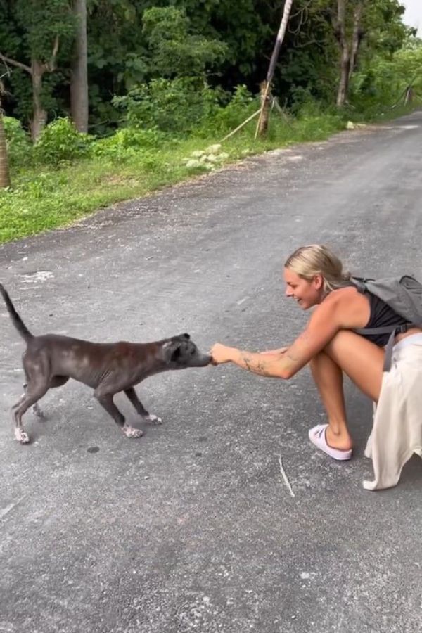 Emotional Journey of a Scared Stray Pup and Her Miraculous Discovery-1