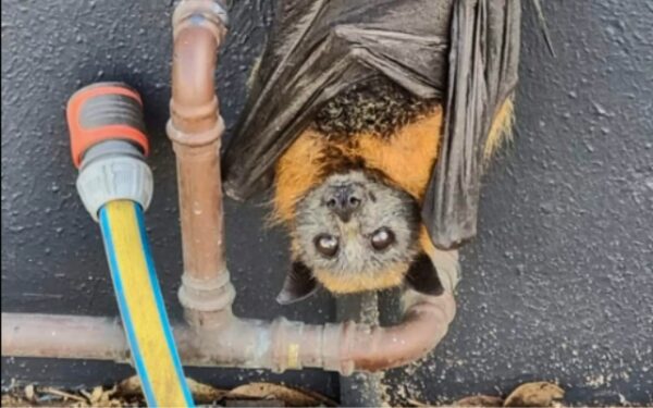 Rescate emocional: Zorro volador herido se aferra a la esperanza en un grifo de agua-1