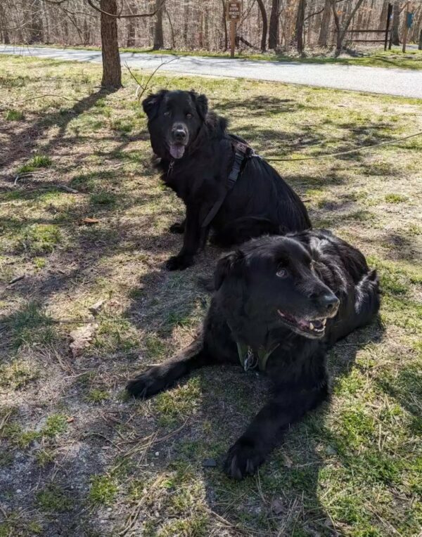 Reunión emocional: hermanos perros perdidos hace mucho tiempo se encontraron después de 13 años de diferencia-1