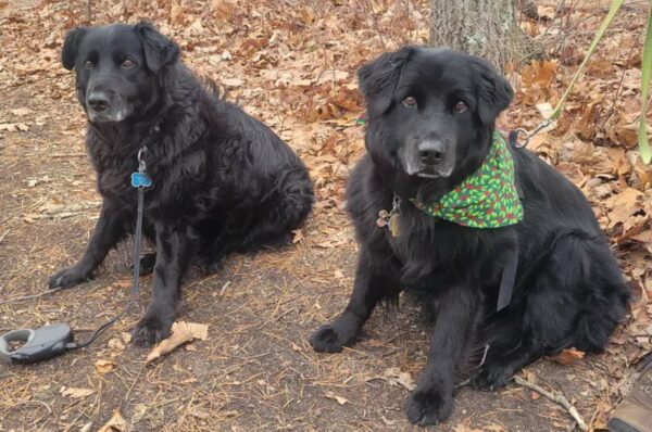 Emotional Reunion: Long-Lost Dog Siblings Found Each Other After 13 Years Apart-1