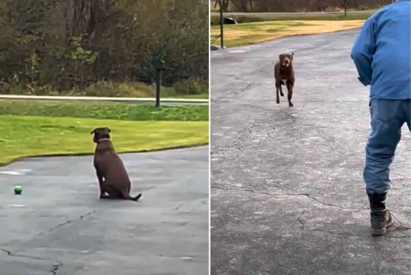 Every Day, A Loyal Pup Awaits Her Savior: Discover Sadie's Heartfelt Ritual-1