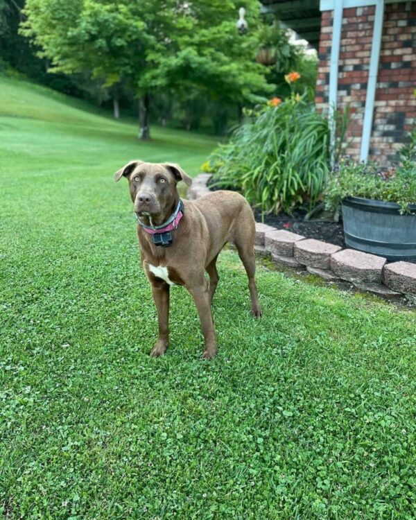 Every Day, A Loyal Pup Awaits Her Savior: Discover Sadie's Heartfelt Ritual-2