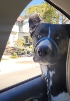 Cada mañana trae una nueva alegría: La historia de Porter, el perro del refugio-1