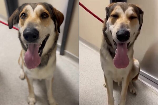 Family Quickly Returns Adopted Dog to Shelter for Being 'Too Big'—Read the Unexpected Twist-1