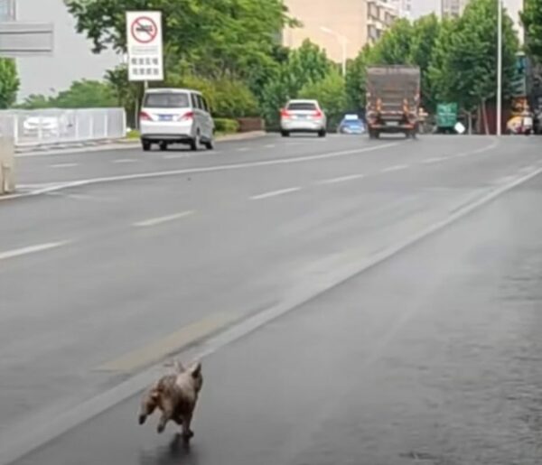 Seguido hasta el final: la historia de la lealtad inquebrantable de un cachorro-1