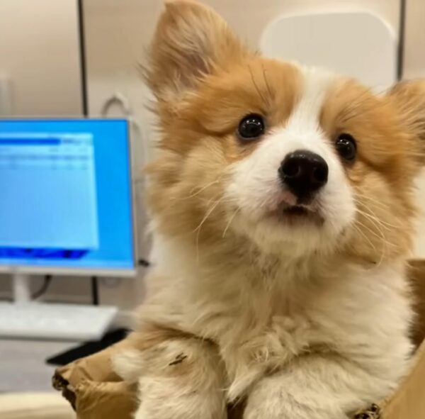 Del cachorro abandonado a la alegría del jet-set: el increíble viaje de un perro sonriente-1