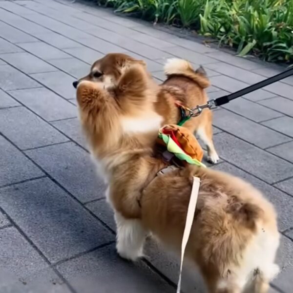 Del cachorro abandonado a la alegría del jet-set: el increíble viaje de un perro sonriente-1