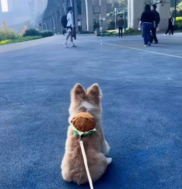 Del cachorro abandonado a la alegría del jet-set: el increíble viaje de un perro sonriente-1