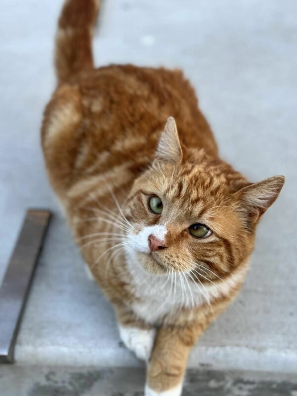 De abandonado a adorado: el viaje milagroso de un gato callejero y su angelito de la guarda-1