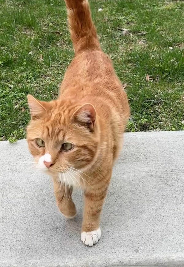 De abandonado a adorado: el viaje milagroso de un gato callejero y su angelito de la guarda-1