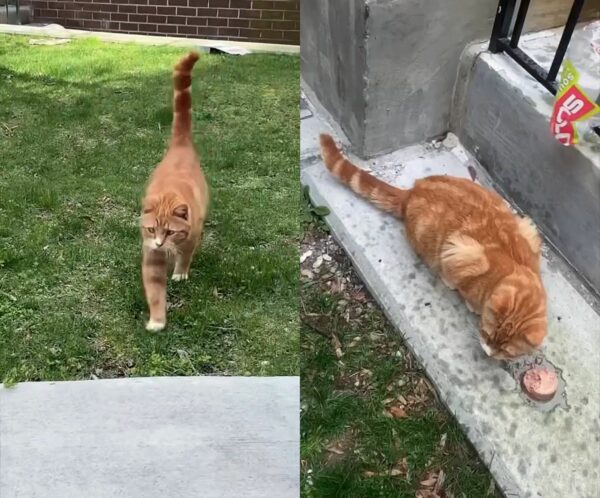 De abandonado a adorado: el viaje milagroso de un gato callejero y su angelito de la guarda-1