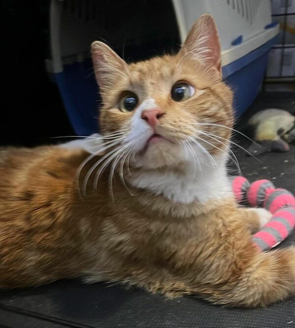 De abandonado a adorado: el viaje milagroso de un gato callejero y su angelito de la guarda-1