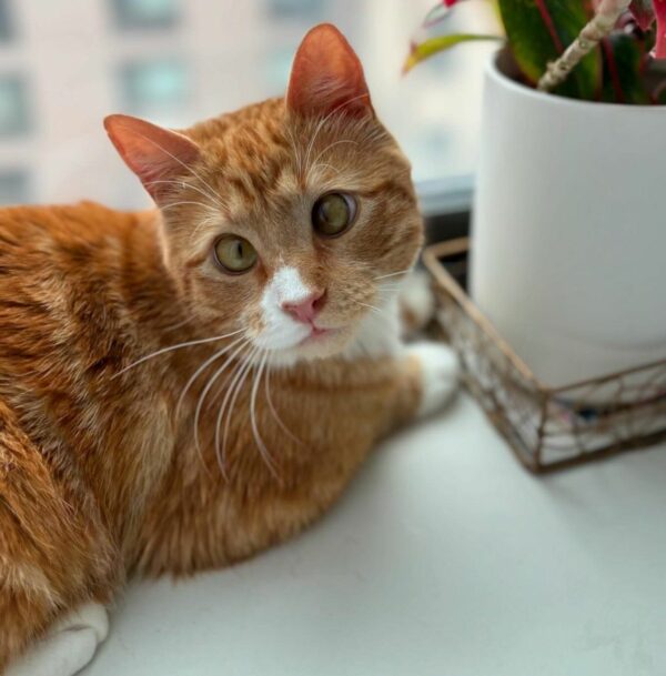 De abandonado a adorado: el viaje milagroso de un gato callejero y su angelito de la guarda-1