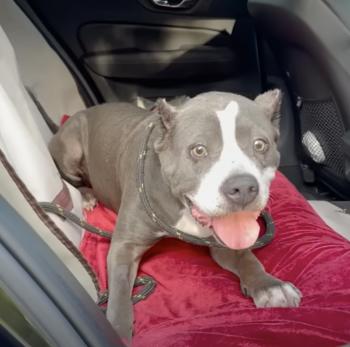 De abandonado a adorado: el increíble viaje de un Pittie-2 de ojos tristes