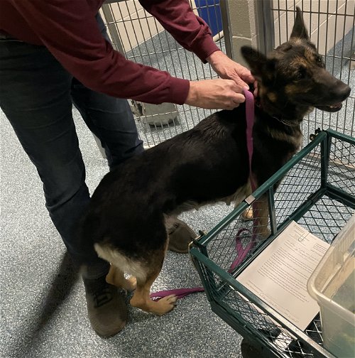 De abandonado a solo: el desgarrador viaje de una mamá perra y sus cachorros-1