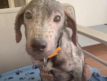 Del dolor en la playa al mañana alegre: la sorprendente transformación del perro Toby-1