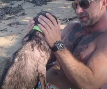 Del dolor en la playa al mañana alegre: la sorprendente transformación del perro Toby-1