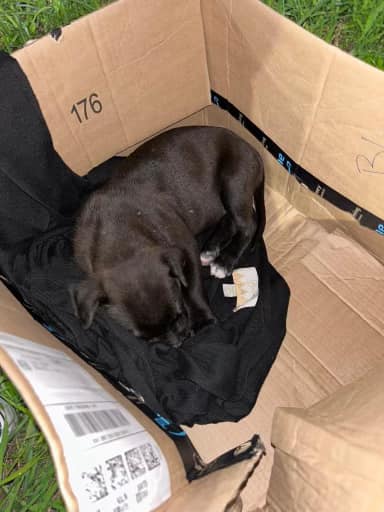 De la caja de cartón a la cirugía cardíaca: el cachorro que superó todos los pronósticos-1