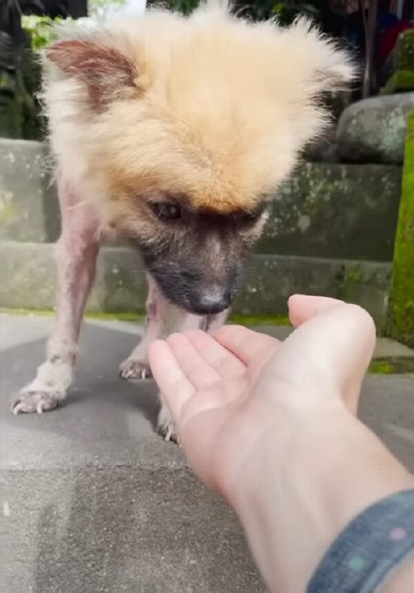 De la desesperación al deleite: el viaje emocional de un pomerania abandonado-1