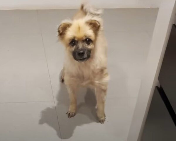 From Despair to Delight: The Emotional Journey of a Neglected Pomeranian-1