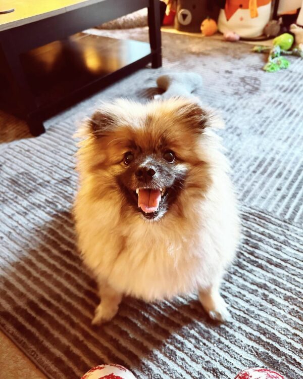 From Despair to Delight: The Emotional Journey of a Neglected Pomeranian-1