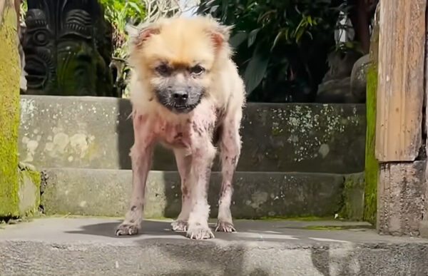 From Despair to Delight: The Emotional Journey of a Neglected Pomeranian-1