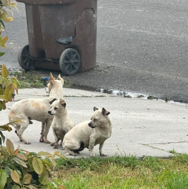 De la desesperación al deleite: la increíble transformación de tres cachorros abandonados-1