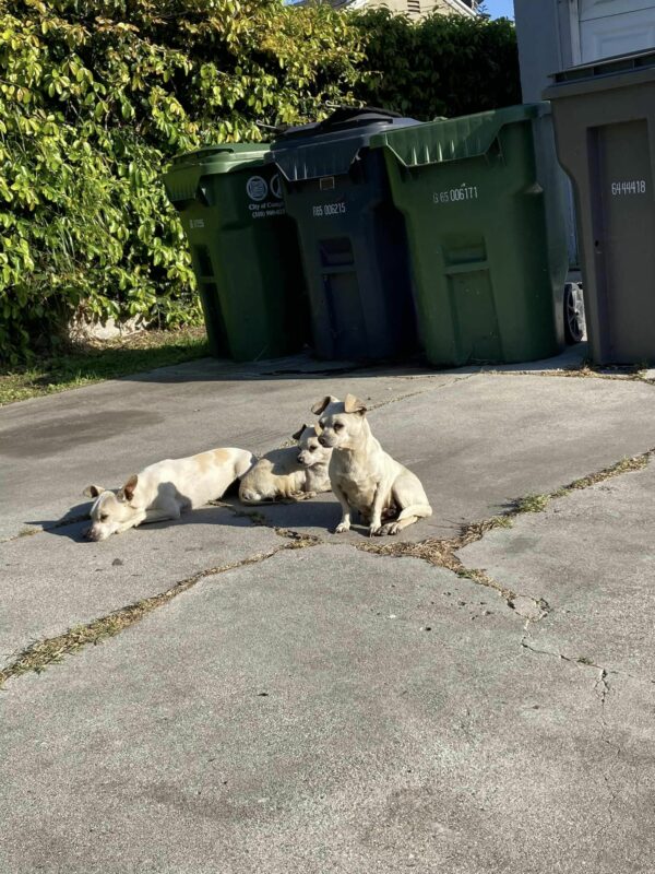 De la desesperación al deleite: la increíble transformación de tres cachorros abandonados-1