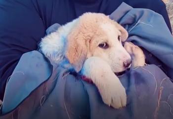 From Despair to Delight: The Unbelievable Rescue of a Spray-Painted Puppy on a Mountain-1