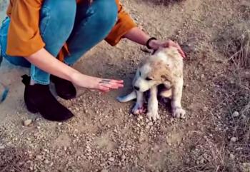 From Despair to Delight: The Unbelievable Rescue of a Spray-Painted Puppy on a Mountain-1