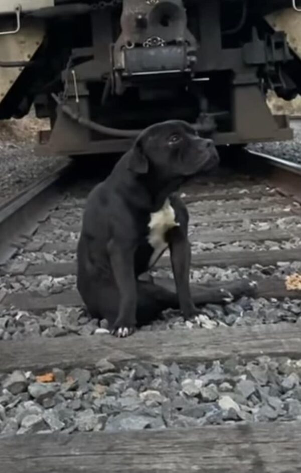 De la desesperación a la alegría: un cachorro abandonado encuentra su hogar definitivo-1