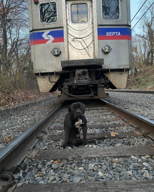 From Despair to Joy: Abandoned Pup Finds His Forever Home-1