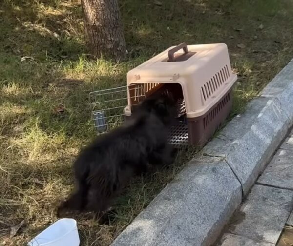 De la desesperación a la alegría: el increíble viaje de salvación de un perro callejero-3